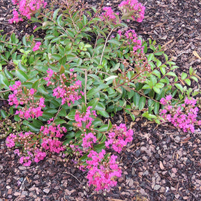 Indische sering 'Indica Mimie'® - Willemse