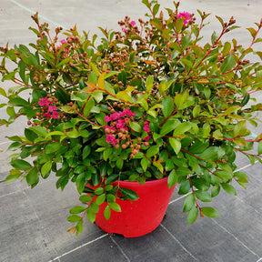 Lagerstroemia indica mimie ® fuchsia - Indische sering 'Indica Mimie'® - Heesters