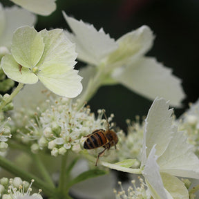 Pluimhortensia 'Pink Lady' - Willemse