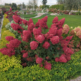 Hydrangea paniculata framboisine® 'rensam' - Pluimhortensia 'Framboisine ® Rensam' - Pluimhortensia