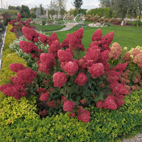 Hydrangea paniculata framboisine® 'rensam' - Pluimhortensia 'Framboisine ® Rensam' - Pluimhortensia