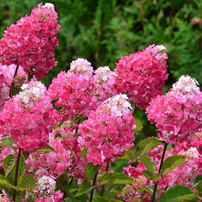 Pluimhortensia 'Framboisine ® Rensam' - Willemse