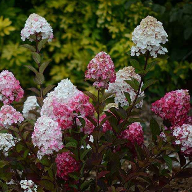 Pluimhortensia 'Framboisine ® Rensam' - Hydrangea paniculata framboisine® 'rensam' - Willemse