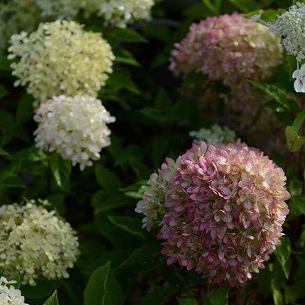 Pluimhortensia 'Romantic Ace'® 'Renvagor' - Hydrangea paniculata romantic ace ® 'renvagor' - Willemse