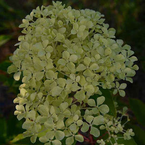 Pluimhortensia - Pluimhortensia 'Romantic Ace'® 'Renvagor' - Hydrangea paniculata romantic ace ® 'renvagor'
