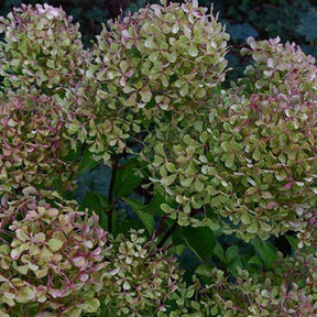 Verkoop Pluimhortensia 'Romantic Ace'® 'Renvagor' - Hydrangea paniculata romantic ace ® 'renvagor'
