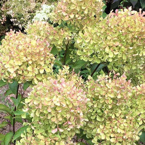 Verkoop Pluimhortensia 'Romantic Ace'® 'Renvagor'
