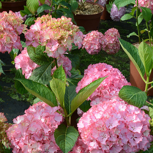 Boerenhortensia 'So Long® Sunny' - Hydrangea macrophylla so long ® sunny 'tk02' - Willemse