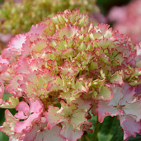 Boerenhortensia 'So Long® Sunny' - Willemse