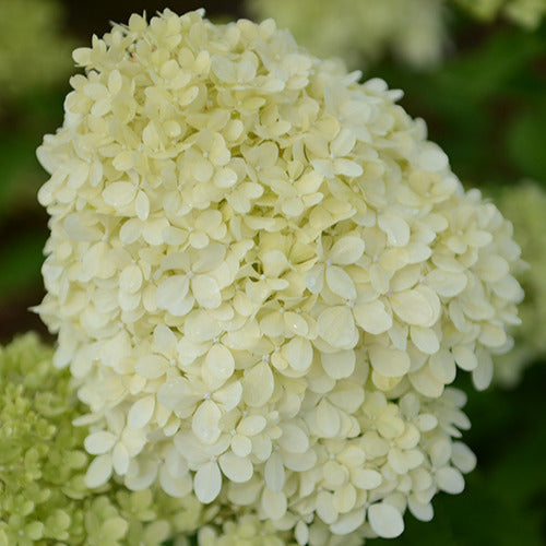 Pluimhortensia Selectie - Willemse