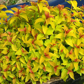 Spierstruik 'Merlo® Gold' - Willemse