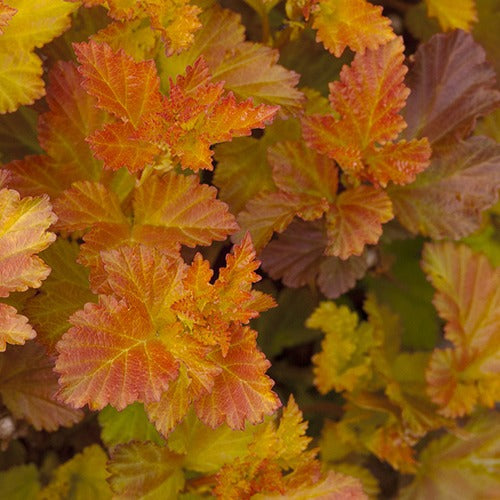 Blaasspirea 'Amber Jubilé® Jefam' - Willemse