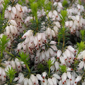 Winterheide 'Snowbelle' - Erica carnea snowbelle - Tuinplanten
