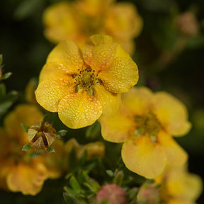 Potentilla fruticosa citrus tart - Ganzerik 'Citrus Tart' - Bloeiende heesters