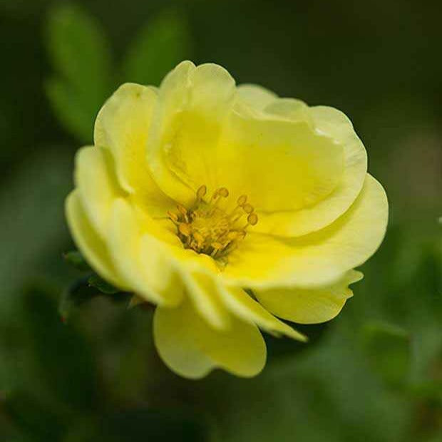 Potentilla fruticosa lemon meringue - Ganzerik 'Lemon Meringue' - Bloeiende vaste planten
