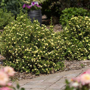 Ganzerik 'Lemon Meringue' - Willemse