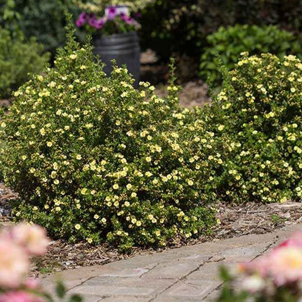 Ganzerik 'Lemon Meringue' - Willemse