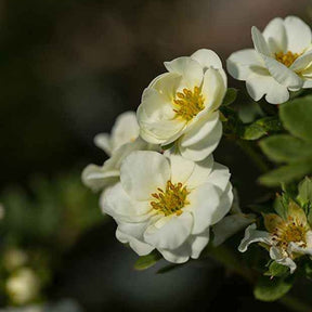Ganzerik 'Crème Brûlée' - Potentilla fruticosa creme brûlée - Willemse