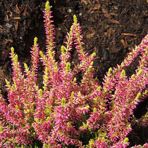 Dopheide 'Golden Angie' - Willemse