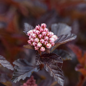 Blaasspirea 'Fireside' - Physocarpus opulifolius fireside - Willemse