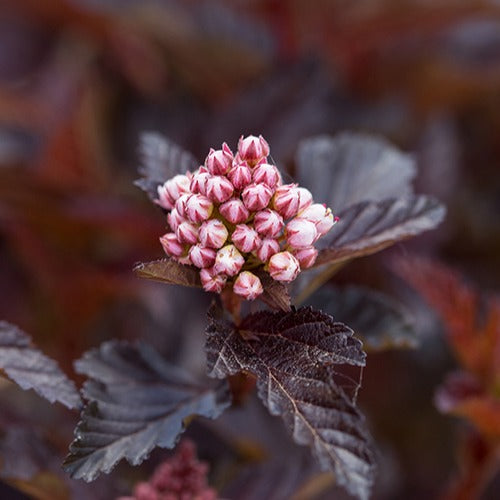 Blaasspirea 'Fireside' - Physocarpus opulifolius fireside - Willemse