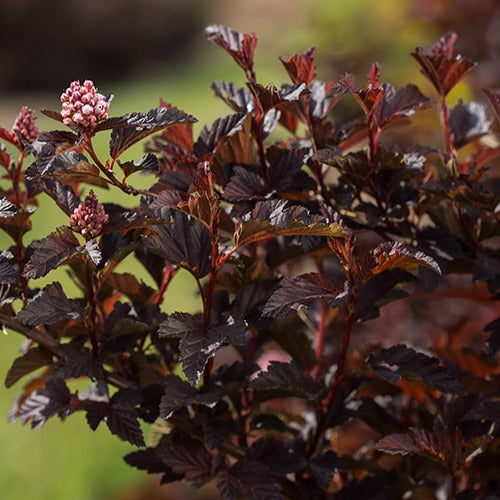 Blaasspirea 'Fireside' - Willemse