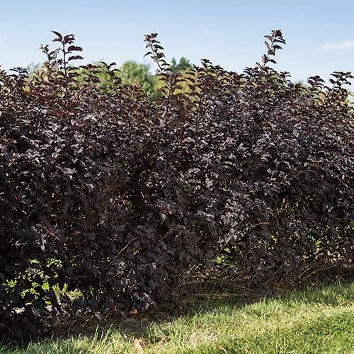 Physocarpus opulifolius fireside - Blaasspirea 'Fireside' - Balkon- en terrasplanten