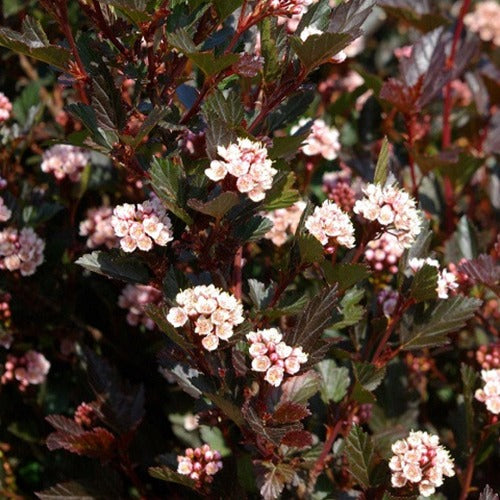 Blaasspirea 'Little Dévil' - Willemse