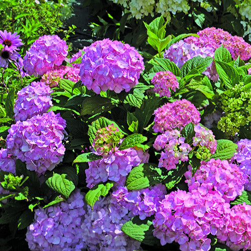 Boerenhortensia 'So Long ® Rosy' - Willemse