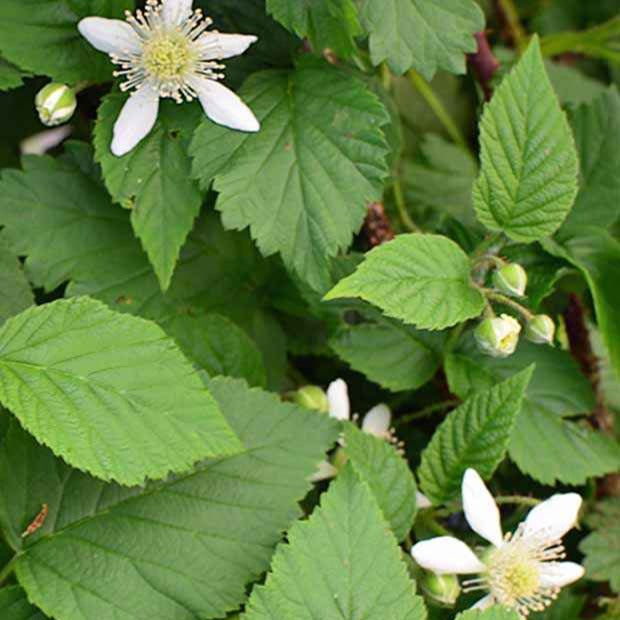 Taubes 'Bounty Berry' - Rubus fruticosus tayberry bounty berry 'yantay' - Willemse