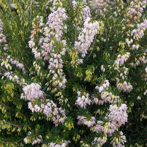 Winterheide 'Jenny Porter' - Willemse