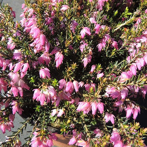 Winterheide Springwood Pink - Erica carnea springwood pink - Willemse