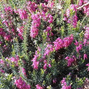 Winterheide Springwood Pink - Willemse