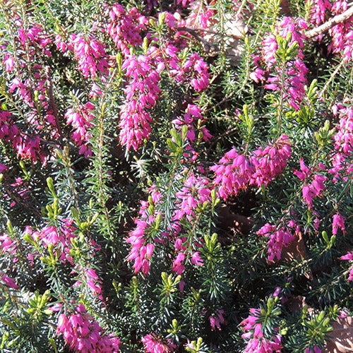 Winterheide Springwood Pink - Willemse