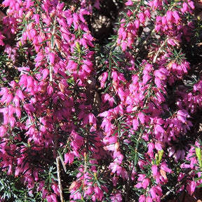Erica carnea springwood pink - Winterheide Springwood Pink - Bloeiende vaste planten