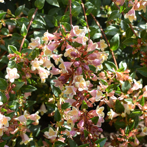 Grootbloemige Abelia 'Sunny Charm'® - Willemse