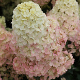 Pluimhortensia Sundae Fraise® 'Rensum' - Hydrangea paniculata Sundae Fraise® Rensun - Willemse