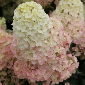 Pluimhortensia Sundae Fraise® 'Rensum' - Hydrangea paniculata Sundae Fraise® Rensun - Willemse