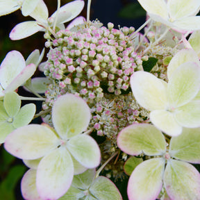 Verkoop Pluimhortensia 'Pastelgreen'® Renxolor