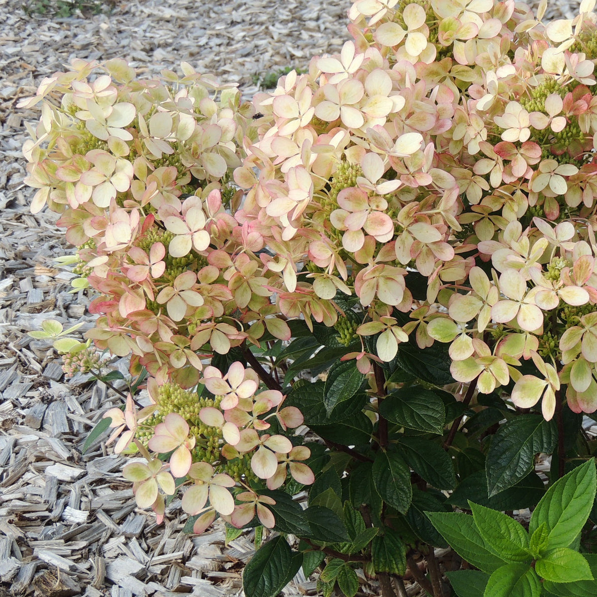 Verkoop Pluimhortensia 'Pastelgreen'® Renxolor - Hydrangea paniculata pastelgreen® renxolor