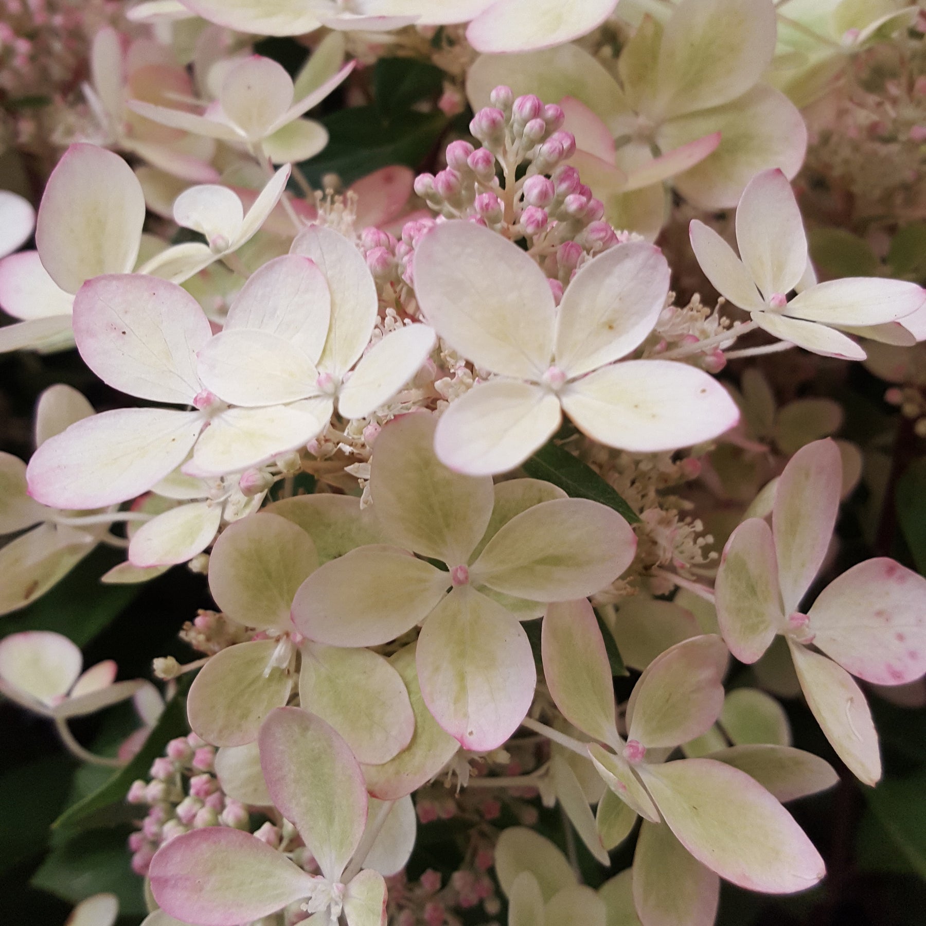 Pluimhortensia 'Pastelgreen'® Renxolor - Hydrangea paniculata pastelgreen® renxolor - Willemse
