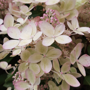 Pluimhortensia 'Pastelgreen'® Renxolor - Hydrangea paniculata pastelgreen® renxolor - Willemse