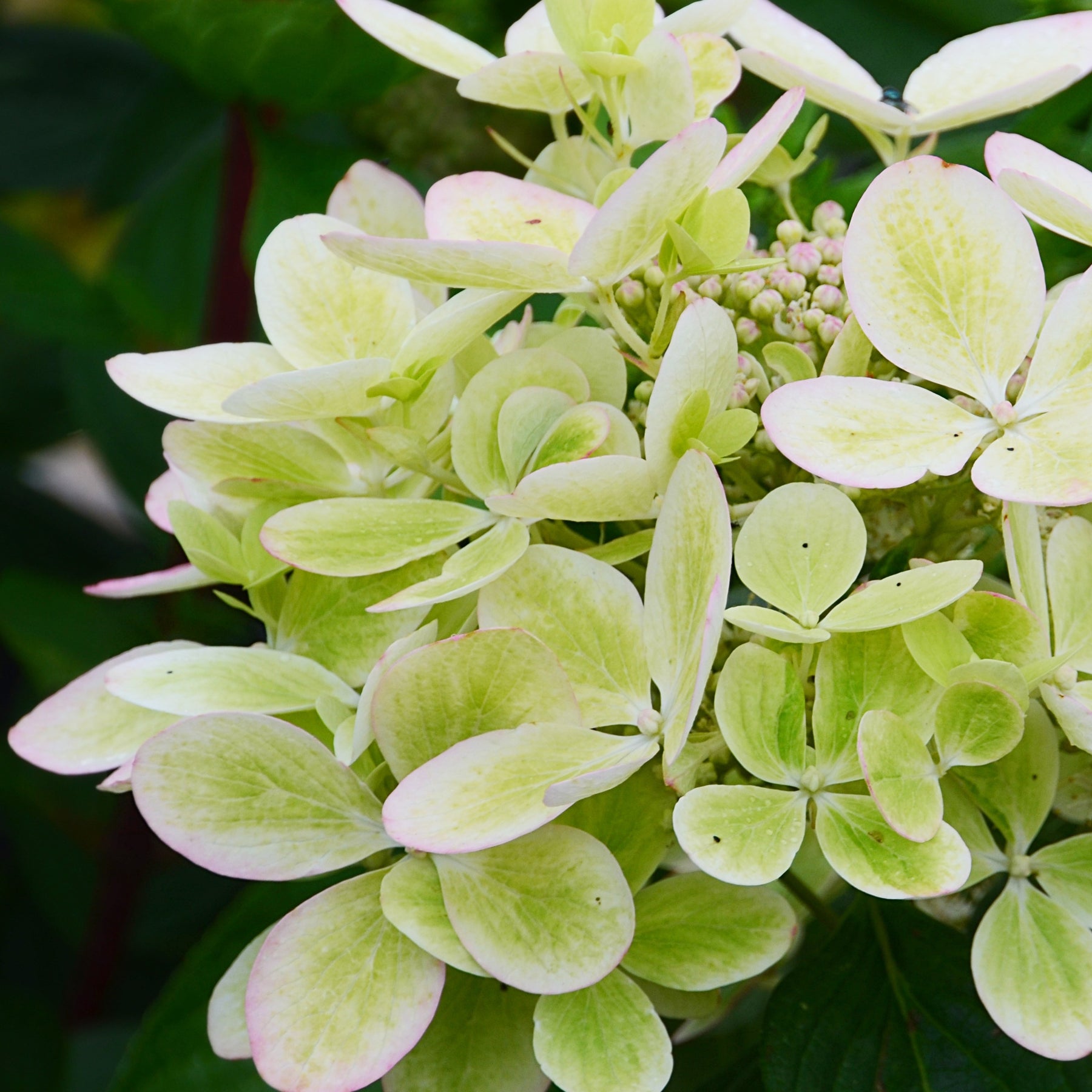 Hydrangea paniculata pastelgreen® renxolor - Pluimhortensia 'Pastelgreen'® Renxolor - Pluimhortensia
