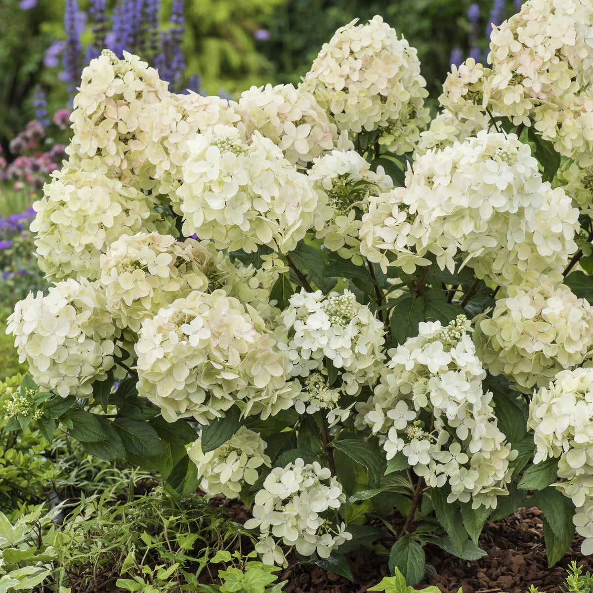 Pluimhortensia 'Petite® Star' - Hydrangea paniculata petite® star 'coustar02' - Willemse