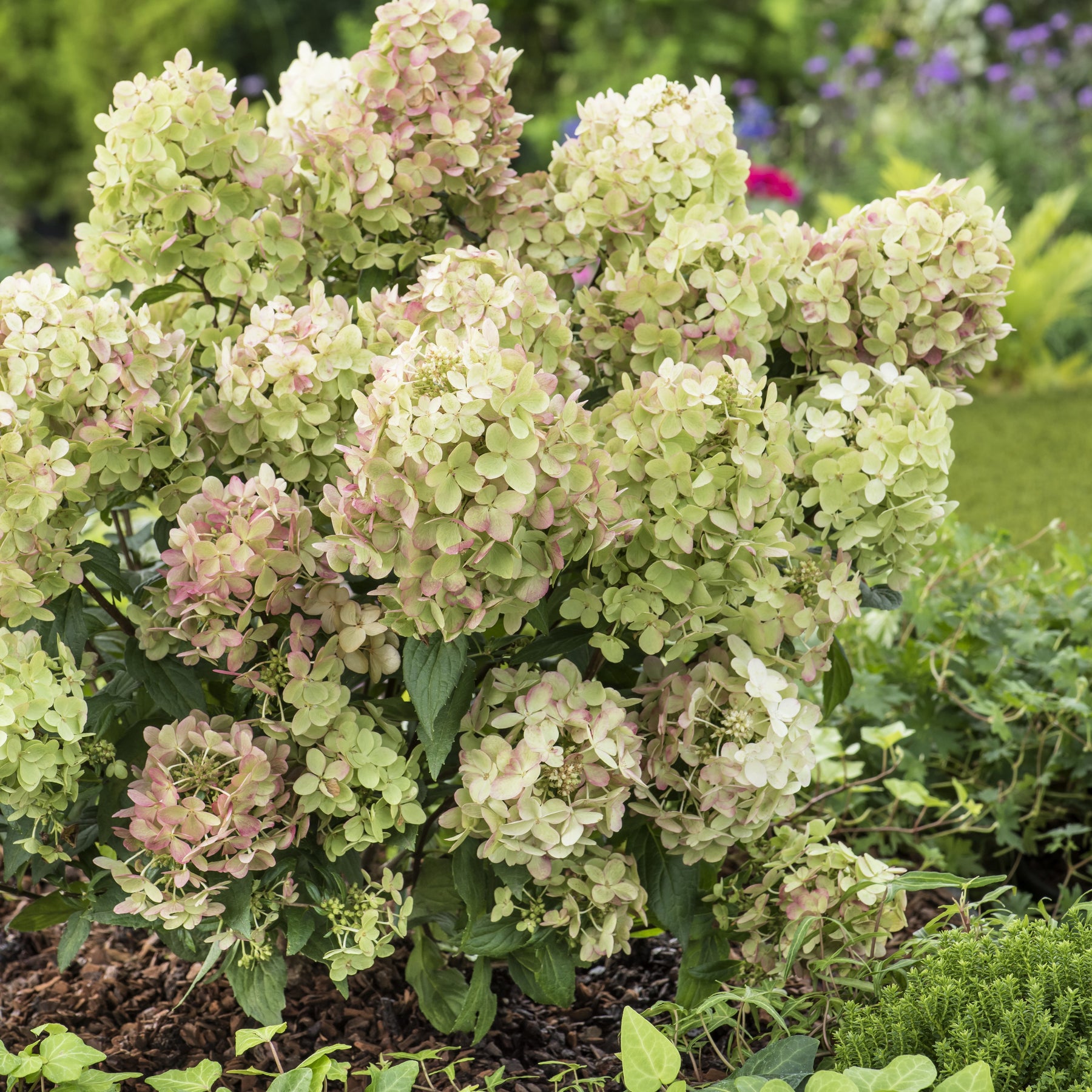 Pluimhortensia 'Petite® Star' - Willemse