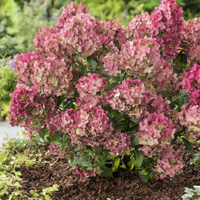 Hydrangea paniculata petite® star 'coustar02' - Pluimhortensia 'Petite® Star' - Bloeiende heesters