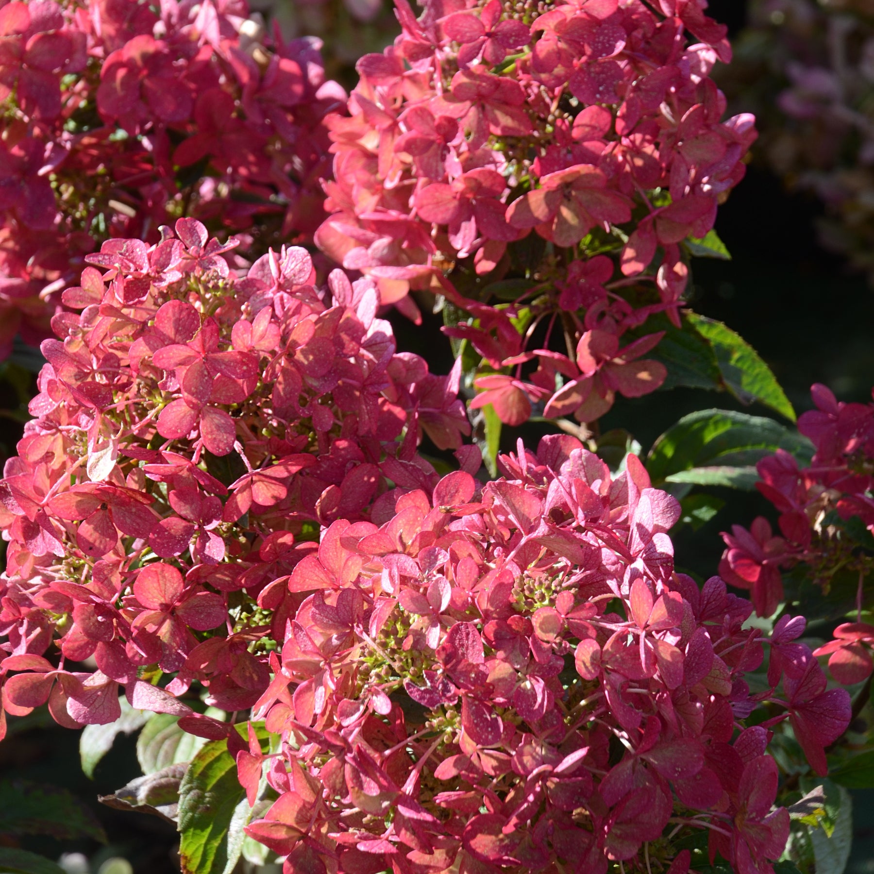 Bloeiende heesters - Pluimhortensia 'Petite® Star' - Hydrangea paniculata petite® star 'coustar02'