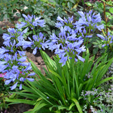 Afrikaanse lelie 'Pitchoune Blue' - Agapanthus x pitchoune ® bleu 'scrarey09' - Willemse