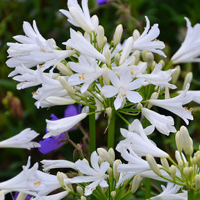 Afrikaanse lelie 'Pitchoune White' - Agapanthus x pitchoune ® blanc 'tur161' - Willemse