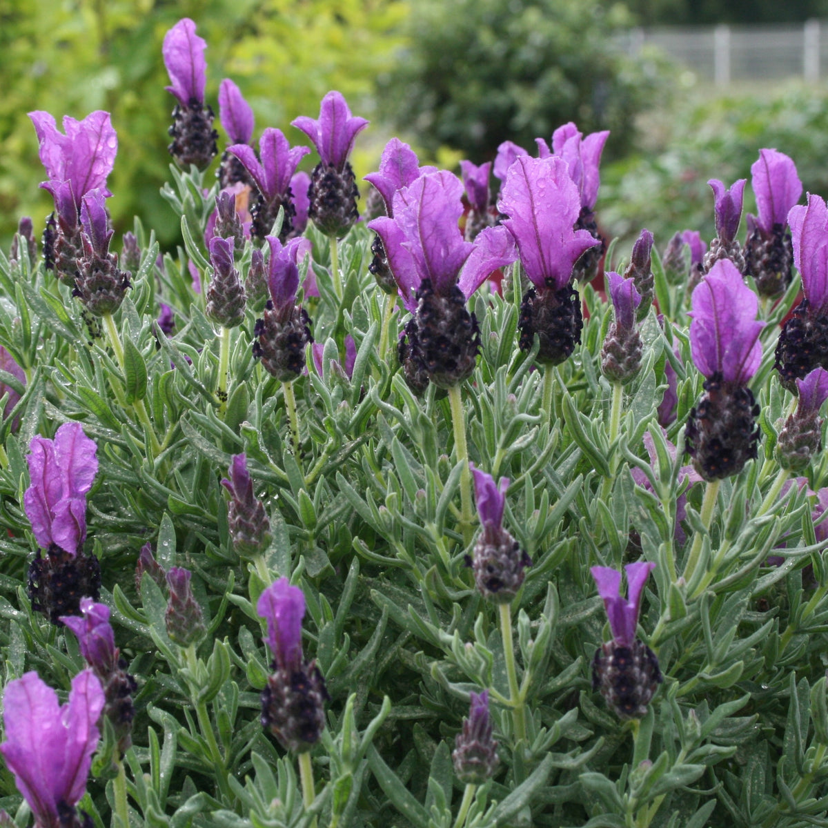 Kuiflavendel 'Magical ® Posy Purple' - Lavandula stoechas magical® posy purple 'kolma pop - Willemse